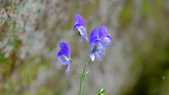 Aconitum noveboracense