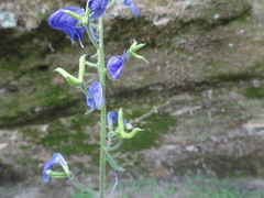 Aconitum noveboracense