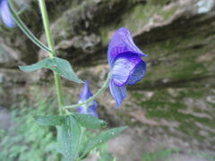 Aconitum noveboracense
