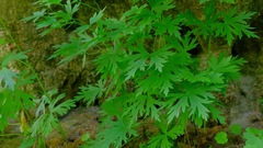 Aconitum noveboracense