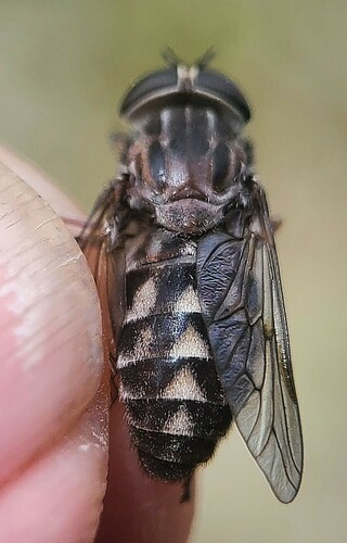 Tabanus vivax
