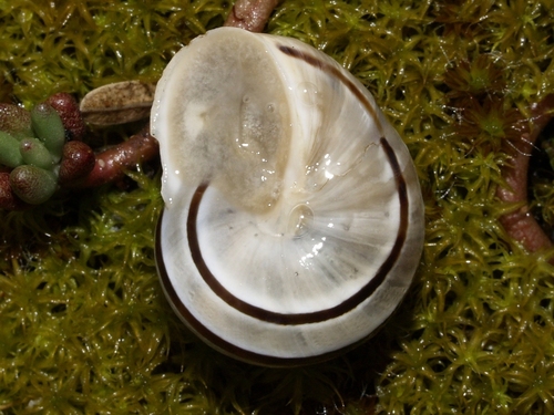 Splendid Helix, photo 2 of 9