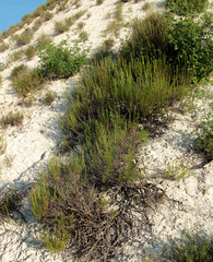 Artemisia salsoloides