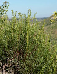 Artemisia salsoloides