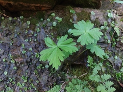 Aconitum noveboracense