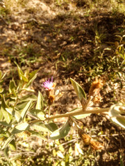 Lepidaploa karstenii