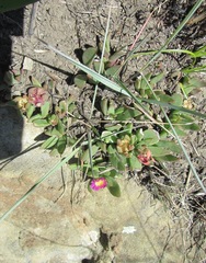 Delosperma carolinense