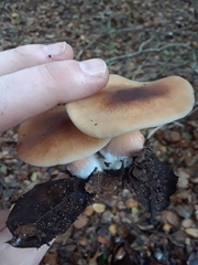 Rhodocollybia badiialba