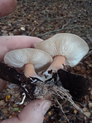 Rhodocollybia badiialba