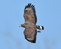 Cuban Black Hawk photo 4
