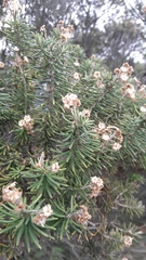 Linochilus rosmarinifolius