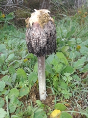 Montagnea arenaria