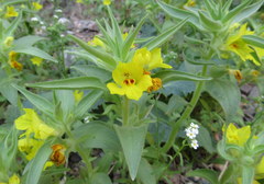 Mohavea breviflora