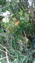 Psittacanthus schiedeanus