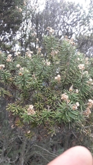 Linochilus rosmarinifolius