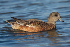 American Wigeon photo 5