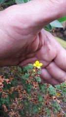Chaetolepis microphylla