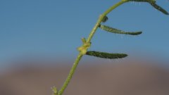 Pectocarya peninsularis