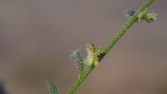 Pectocarya peninsularis