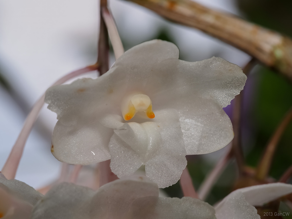 Dendrobium roseatum Ridl. 2