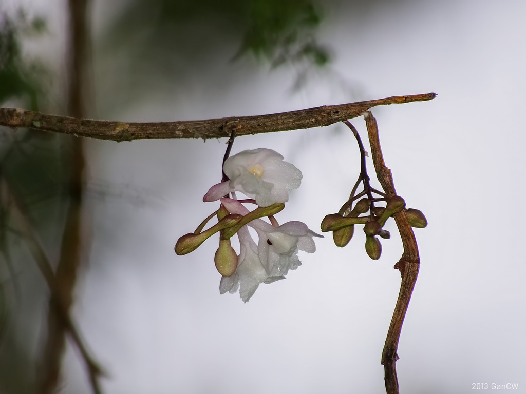 Dendrobium roseatum