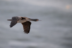 Guanay Cormorant photo 5