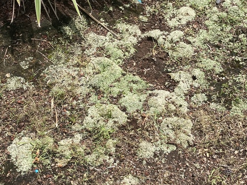 Riccia hawaiiensis, 2023-07-19
