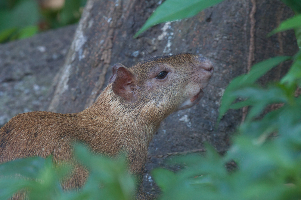 Coiban Agouti