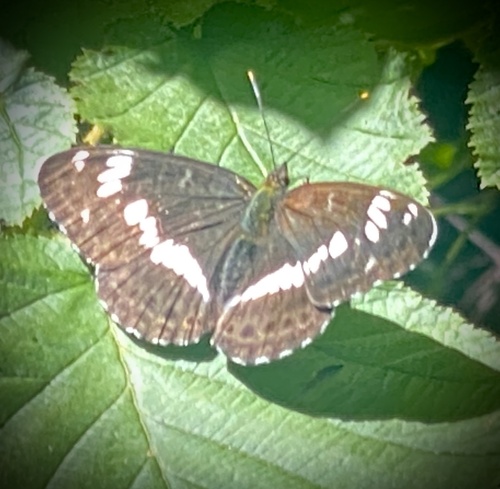 White admiral