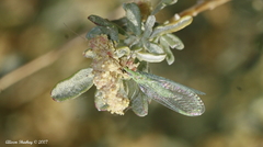 Chrysopa coloradensis