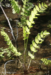 Oenantheae