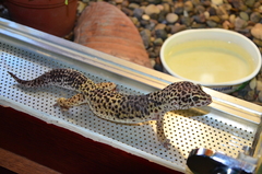 Eublepharis macularius