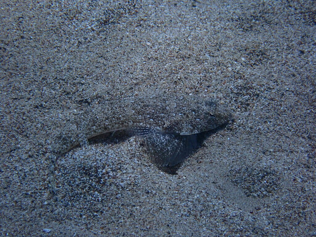 Blotchfin Dragonet