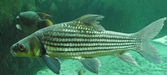 Ikan Temoleh photo 2