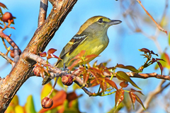 Vireo crassirostris