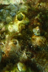 Aden Blenny