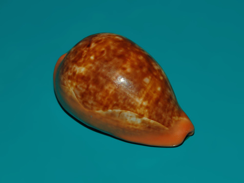 pear cowrie