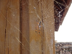 Trichonephila inaurata