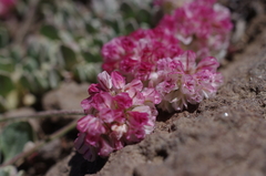 Eriogonum ovalifolium rubidum