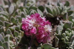 Eriogonum ovalifolium rubidum