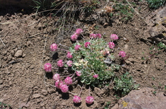 Eriogonum ovalifolium rubidum
