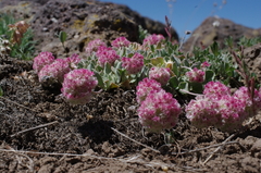 Eriogonum ovalifolium rubidum
