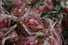 Astragalus whitneyi