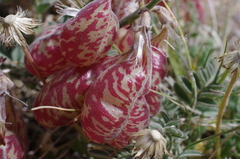 Astragalus whitneyi