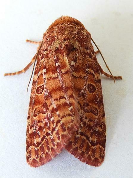 Hypotrix alamosa