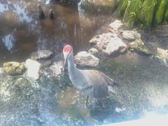 Grus canadensis image