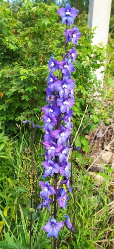 Image of Delphinium cultorum by no rights reserved