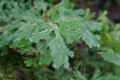 Selaginella stenophylla
