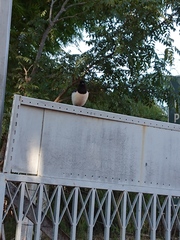 Cyanocorax cristatellus