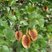 Russet Bushwillow - Photo (c) Linda Loffler, some rights reserved (CC BY-NC), uploaded by Linda Loffler